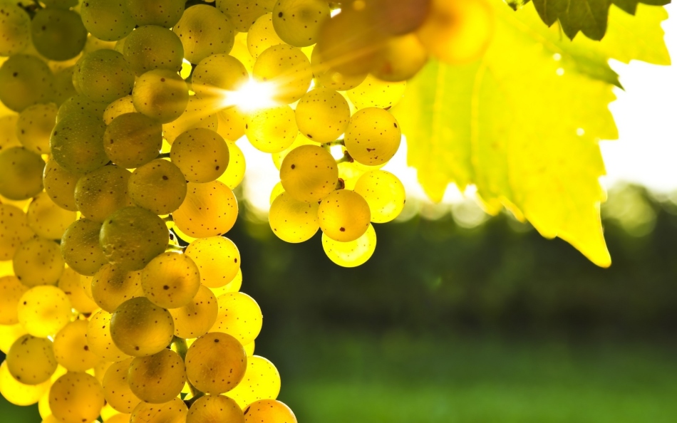 See in a dream how grapes shimmer in the sun - a good sign for a woman