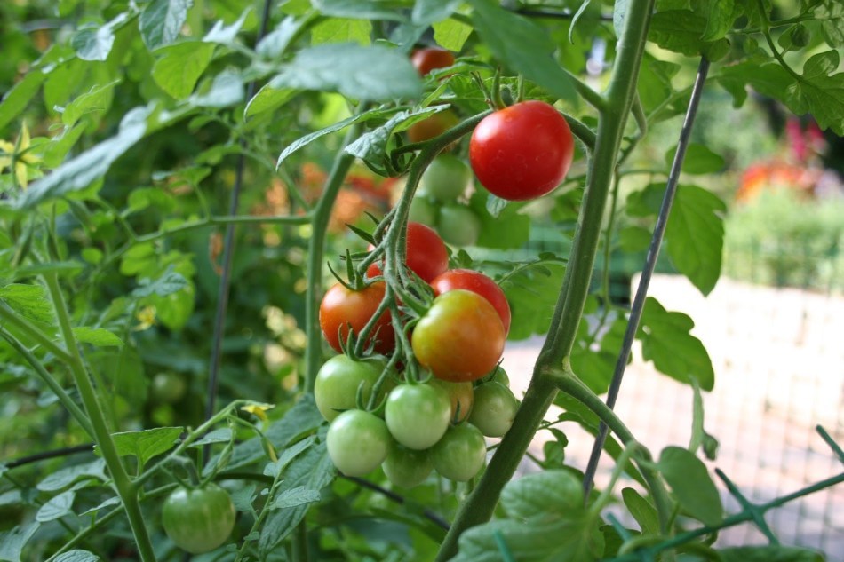 Tomates sueltos