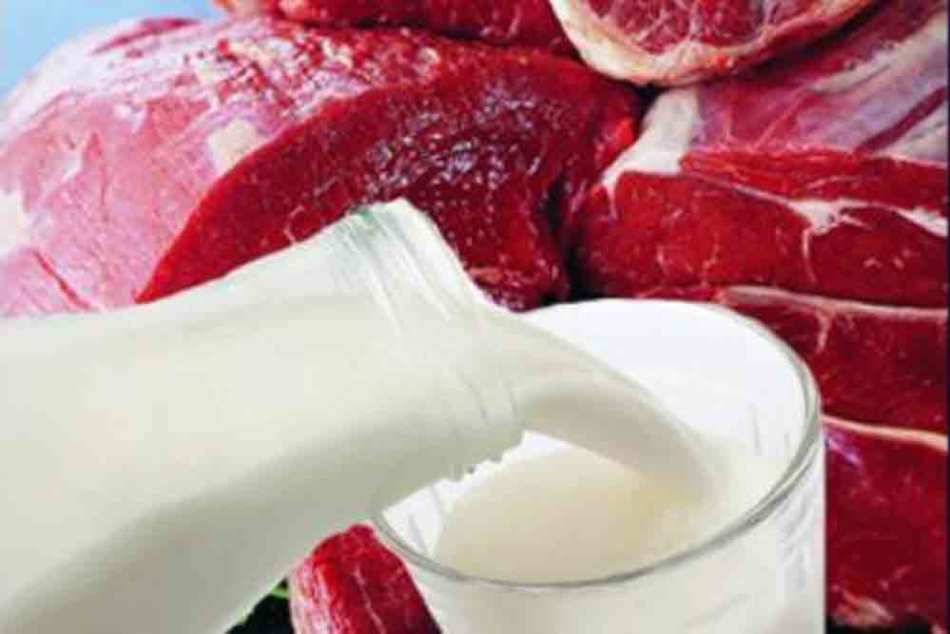 Manger du lait bouilli aidera à éviter l'infection par la brucellose