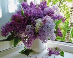 Why you can’t bring lilac to the house: signs and superstitions, Feng Shui