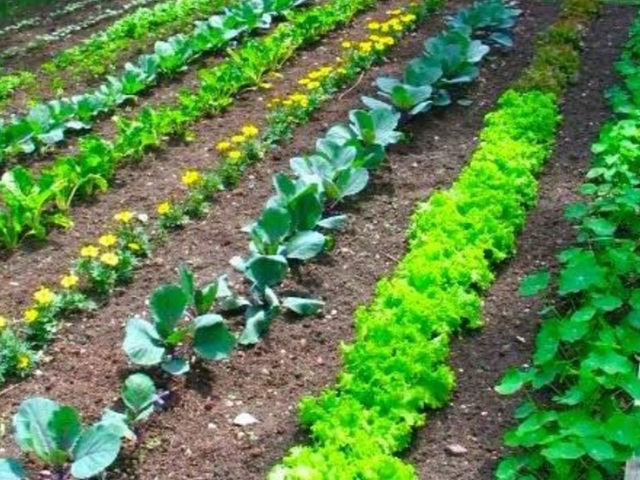 The beds of Mittlider: with boxes and narrowed beds, features of growing vegetables, the main principles of location, fertilizer of Mittlider beds. Errors in creating the beds of Mittlider