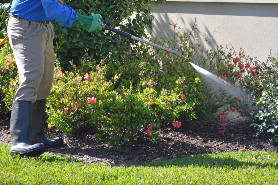 Spraying rose bushes