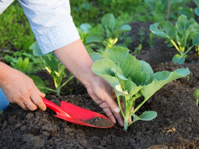 Le moment des graines de semis et de la plantation de semis de légumes, de fraises, de fraises dans une serre et un sol au printemps dans la banlieue, dans les Ouraux, en Sibérie, Chernozemye, territoire Krasnodar, nord: les meilleurs jours, mois