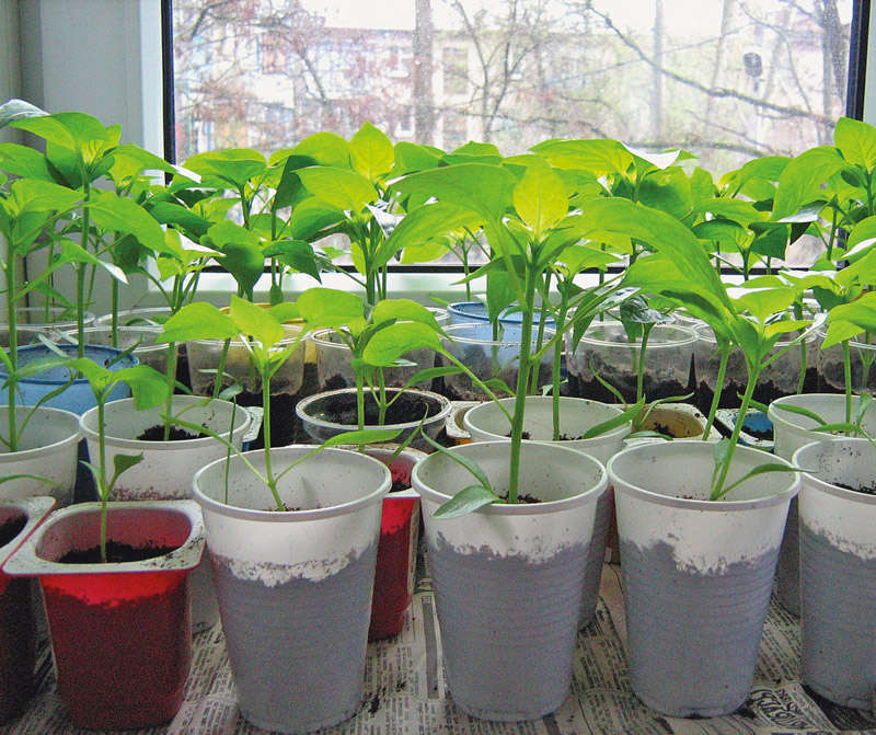 Как растет болгарский перец в домашних условиях фото пошагово
