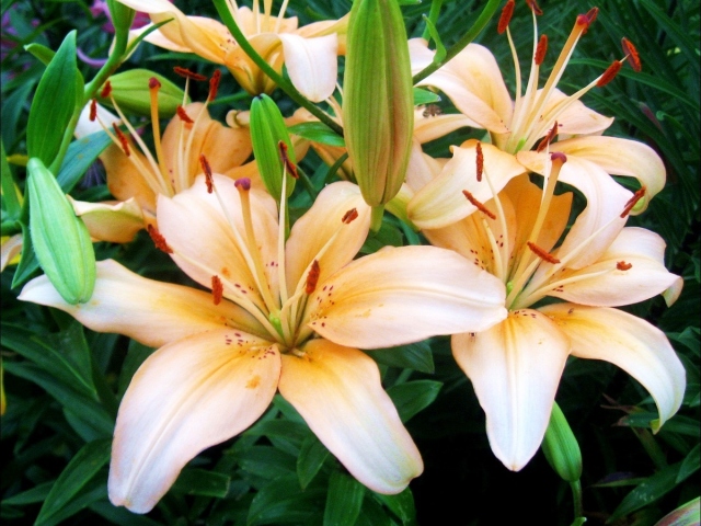 How to save a bouquet of lilies in a vase longer? How much do lilies cost in the water?