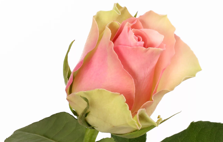 Красивая роза «ла франсе»