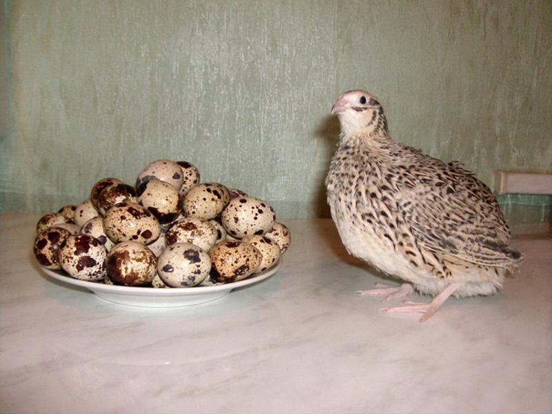 The composition of quail eggs includes vitamins A and E, proteins and valuable acids