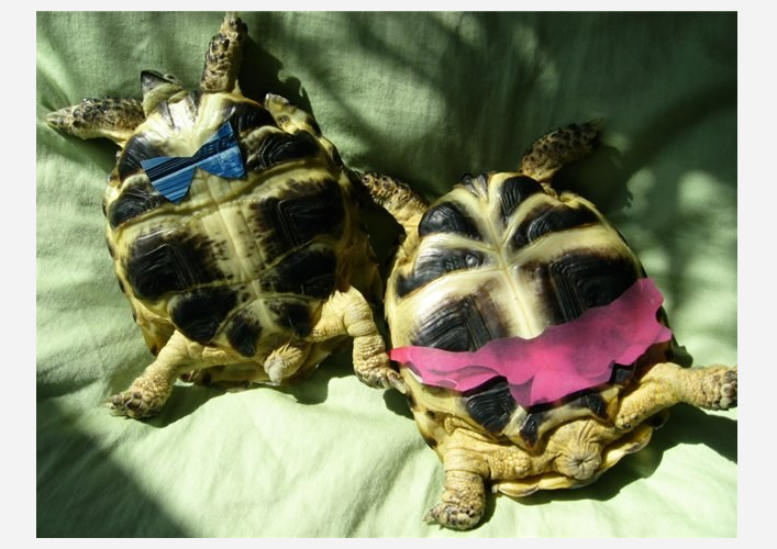 Как отличить черепаху мальчика от черепахи девочки