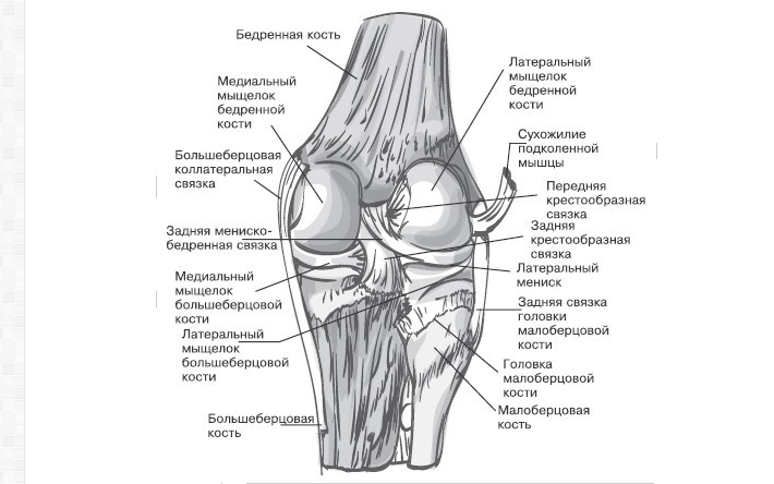 Anatomy of the knee joint