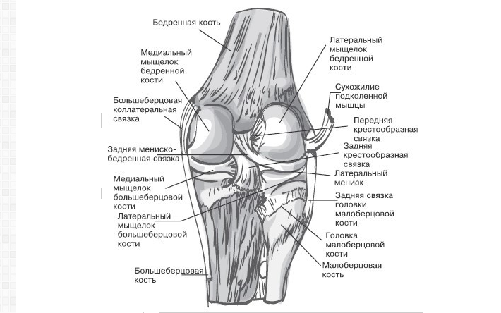 Anatomie des Kniegelenks