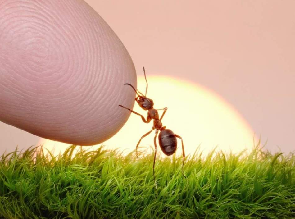 Ловец муравьев - профессия, которая требует от ее представителя повышенного внимания