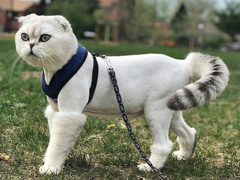 Кот баюн для стрижки котов