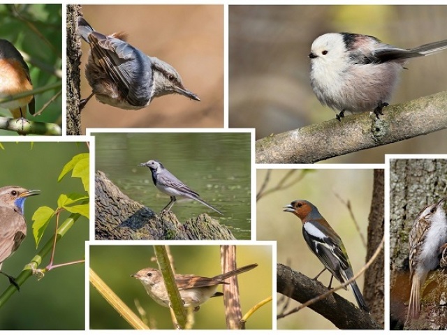 پرندگان جنگل های روسی نوار میانی: نام ، عکس ، توضیحات مختصر