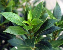 Bay leaf for joints: a recipe for tinctures, ointments, decoctions