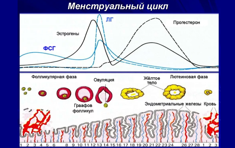 Menstrüasyon döngüsünün şeması