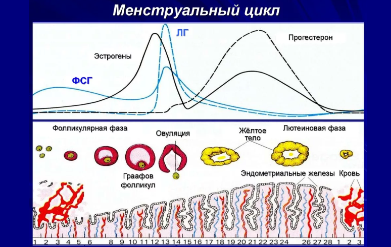 Scheme of the cycle of menstruation