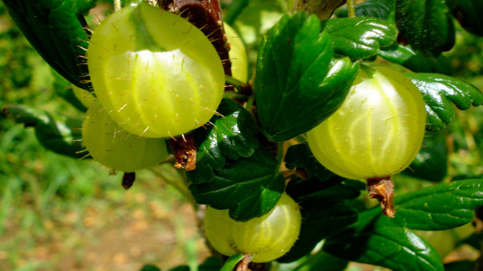 Зеленые ягоды крыжовника самые кислые, поэтому отлично подходят для сухого вина