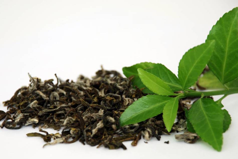 Чай зеленый при похудении