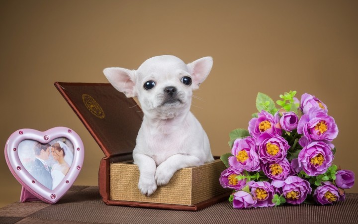 Wie viele Jahre leben Chihuahua im Durchschnitt?