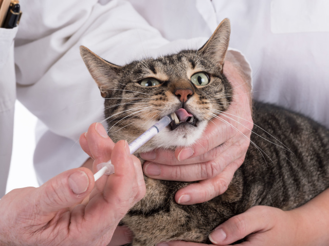 Comment donner correctement un comprimé de chat? Comment donner à un chat une pilule d'antibiotiques, à partir de vers, un comprimé?