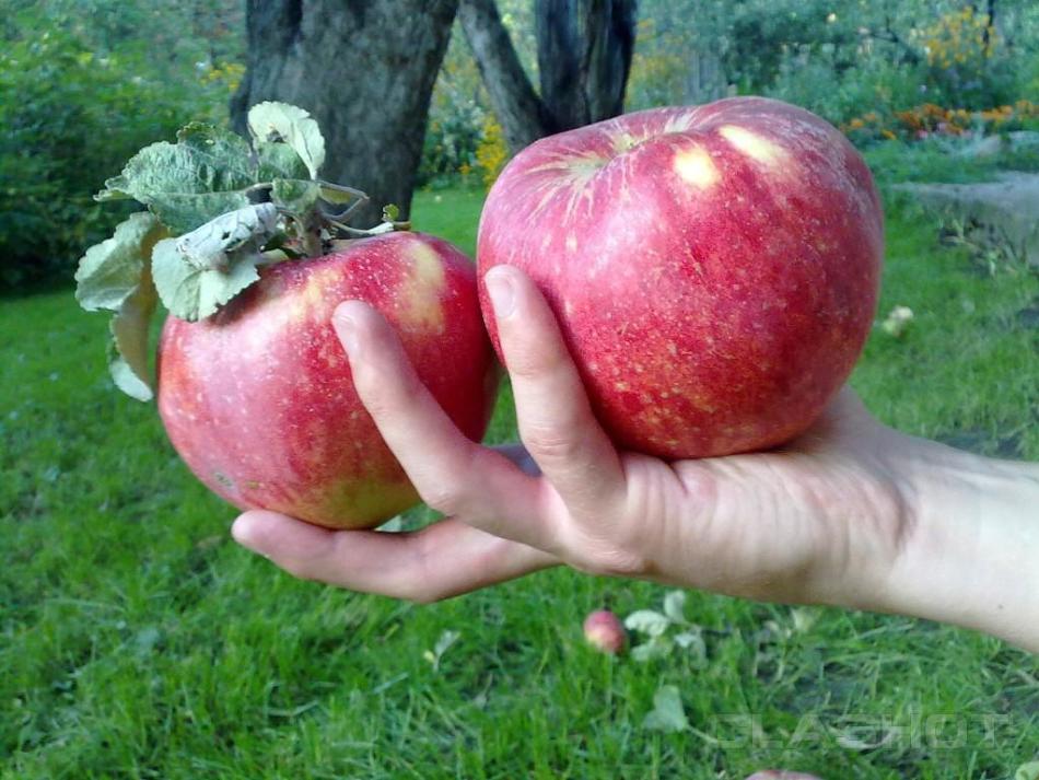 К чему снятся большие яблоки?