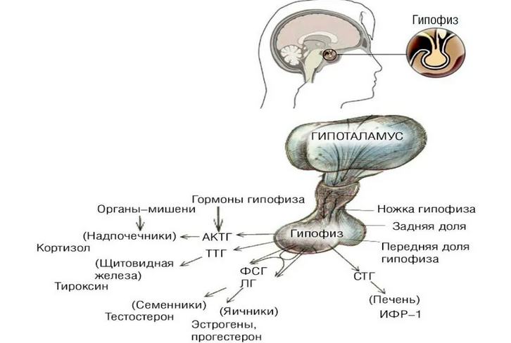 Hormones de l'hypophyse et de l'hypothalamus