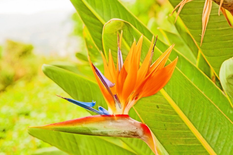 В цветках стрелиции есть сладкий нектар, привлекательный для птиц- нектарниц.
