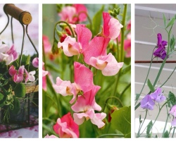 What flowers are best planted on the balcony in summer, winter? Balcony flowers: List. Flowers for the balcony, blooming: everything for an open and glazed balcony