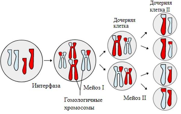 Division process: meiosis