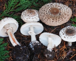 Mushrooms-zontics-how to cook in batter, fry with onions, salt, pickle, freeze for the winter: the best recipes. How soup, sauce are prepared from umbrellas mushrooms: recipe. Is it necessary to boil mushrooms-zontics before hot, pickling, pickling?