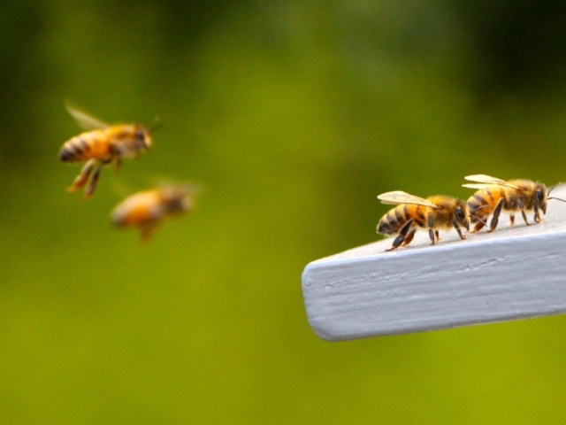 ¿Cómo encuentran las abejas el camino a casa?