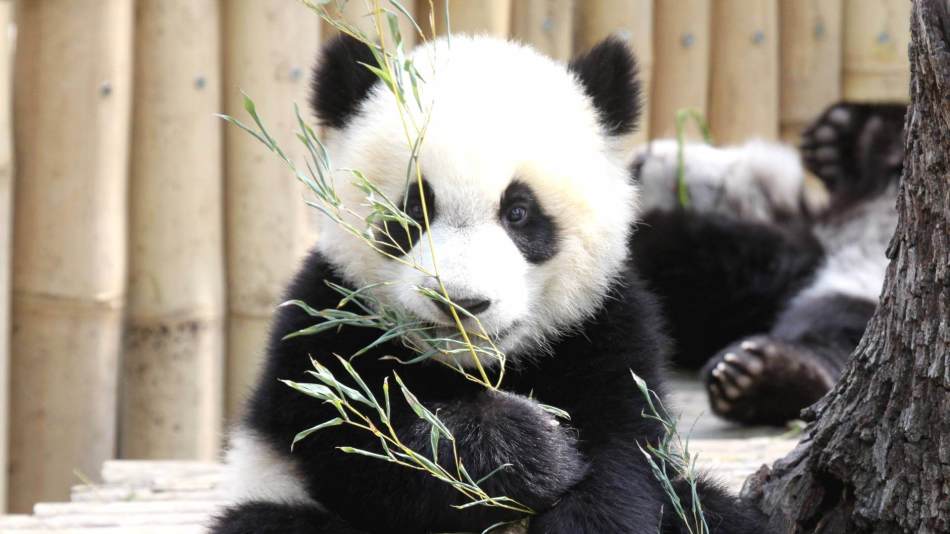Panda: les prédateurs qui aiment le bambou