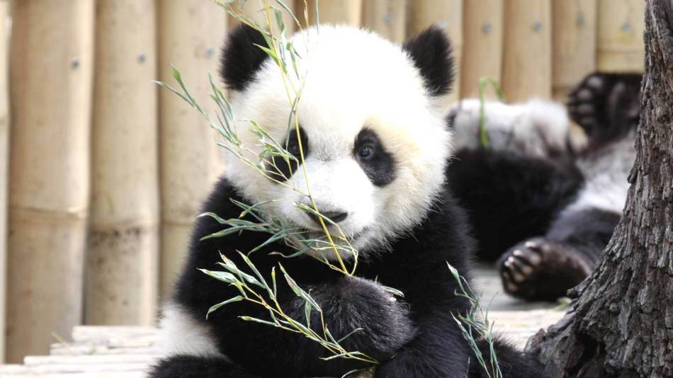 Panda: Rovdjur som älskar bambu