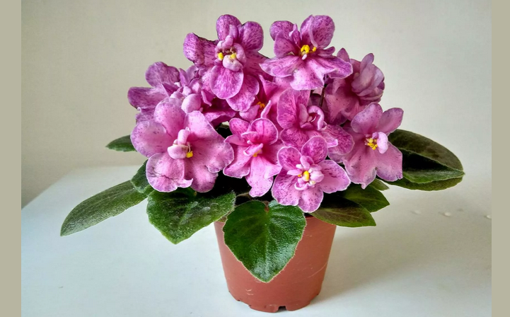 Фиалка — комнатный цветок, который должен быть в доме обязательно