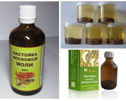Tincture of wax moth larvae: therapeutic properties, recipe for cooking, indications, instructions for use, contraindications, reviews. Dosage of tincture of wax moths for children, kids, adults