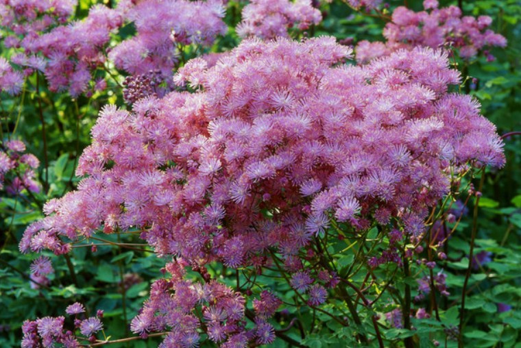 In the garden you will see thick inflorescences