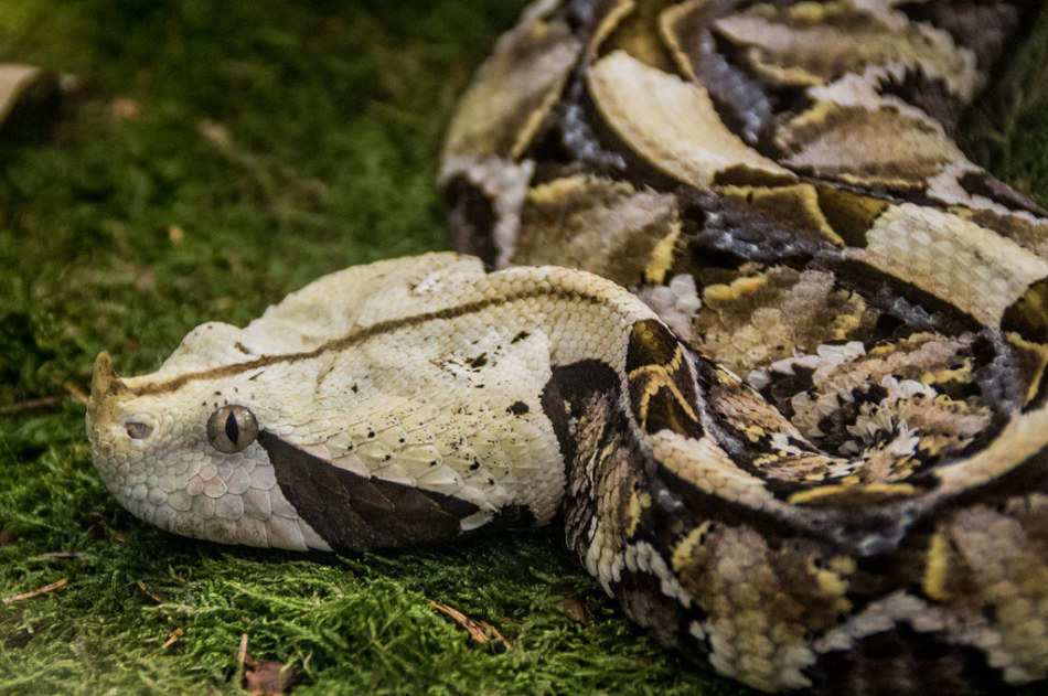 Kassava (Gabon viper)