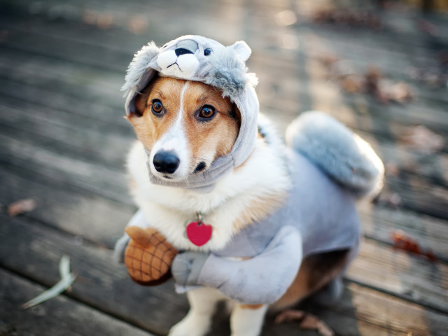 Comment sevrer un chien pour chier à la maison dans un mauvais endroit: les recommandations d'un spécialiste, les remèdes folkloriques, les drogues. Pourquoi le chien merde à la maison, sur le lit?