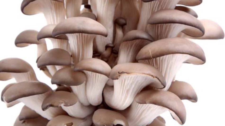 Oyster mushrooms.
