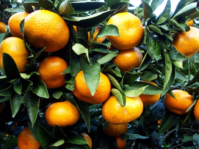 What to do with sour tangerines? How to turn them into sweet?