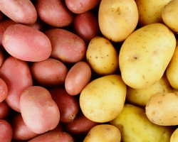 Apakah mungkin makan kentang hijau dari cahaya daripada berbahaya? Apa yang harus dilakukan jika kentang berwarna hijau?
