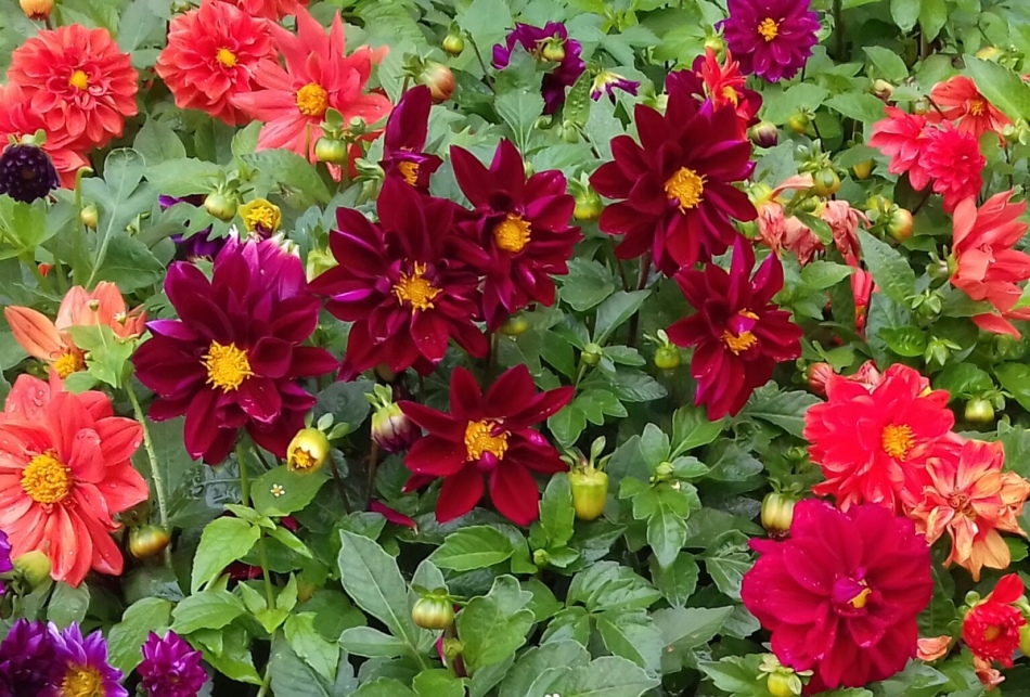 Multi -colored dahlias