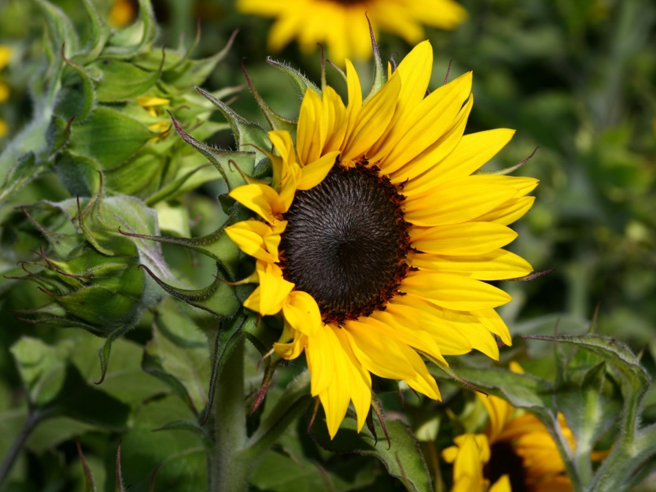 Sunflower can be used for crafts