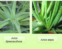 Aloe in tabletop sta enaka rastlina kot razlika med njima: primerjava sukulentov. Kako izgledata Aloe in sto let in kako in kje ste prišli v našo državo? Kakšna je podobnost in razlika med sestavo, nego, terapevtskimi lastnostmi, metodami uporabe aloe in stoletnice?