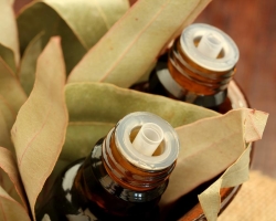 Sifat terapeutik minyak kayu putih. Bagaimana cara dirawat dengan minyak kayu putih?