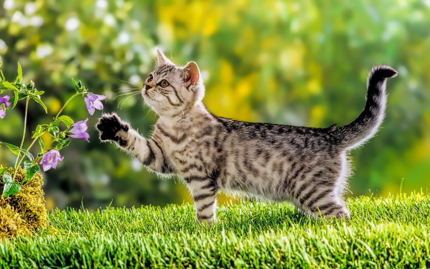 Combien de chats et de chats vivent après stérilisation?