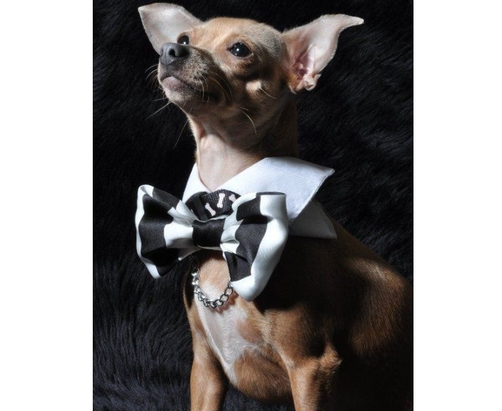 Fashionable glamorous clothing for dogs of small breeds