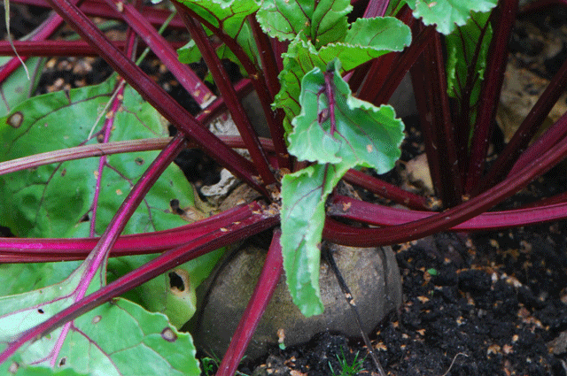 Beetroot with a top