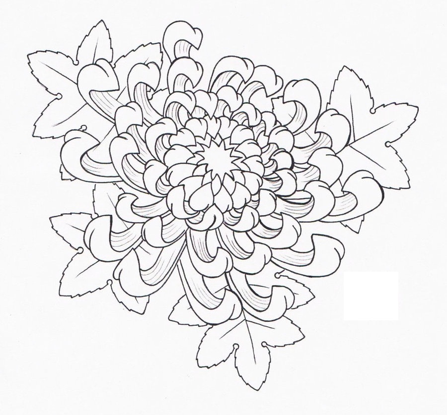 Как нарисовать хризантему