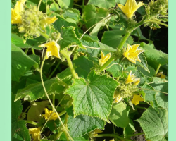 On the cucumbers in open ground, the greenhouse is one hollow -flower: why, what to do?